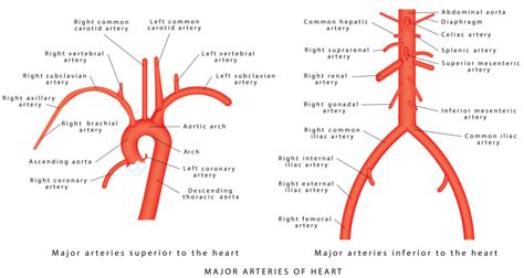 Aorta Explained Anatomy 101 For Patients