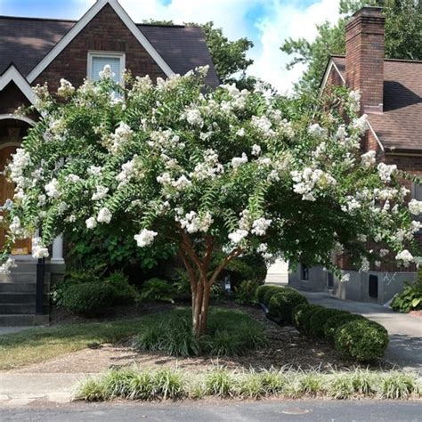 The flowers look like crepe paper, so many gardeners refer to these trees as crepe myrtles. either way, the pink blooms are absolutely knockout gorgeous! 25 White Acoma Crepe Myrtle Tree Seeds | Etsy