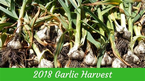 When To Harvest Garlic And How To Cure Youtube