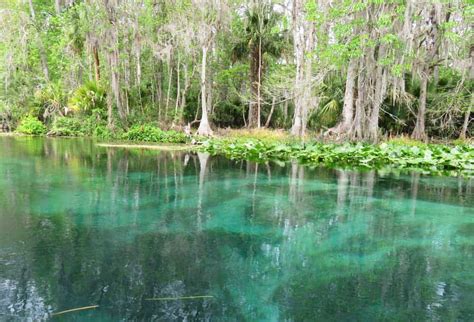 Silver Springs State Park 7 Reasons To Visit Famous Spring