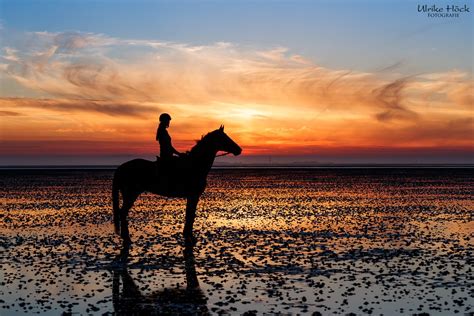 Ein traum für pferde — bild: Pferd im Sonnenuntergang | Pferde fotografie ...