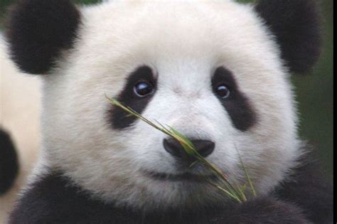 Pandas Panda Bear Cute Animal Pictures Panda Love