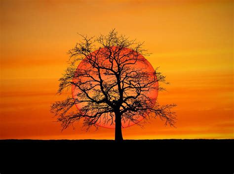 Sunset Tree Silhouette Free Photo On Pixabay Pixabay