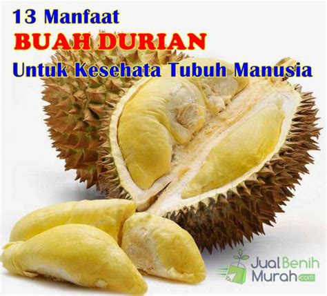 Manfaat Dan Khasiat Buah Durian Yang Wajib Anda Ketahui Ternyata