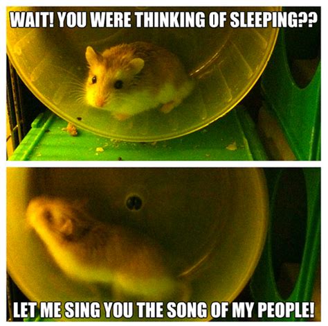 45 Funniest Hamster Memes Haileys Hamsters