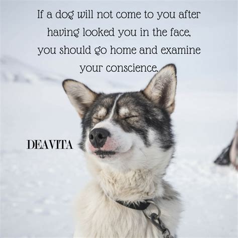 30 Dog Quotes And Sayings About Mans Best Friend
