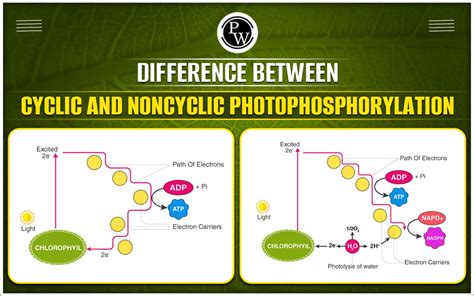 Explain Cyclic Photo Phosphorylation And Non Cyclic Photo