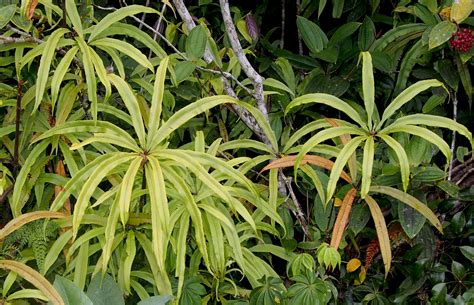 Oleandra Neriiformis Cav Plants Of The World Online Kew Science
