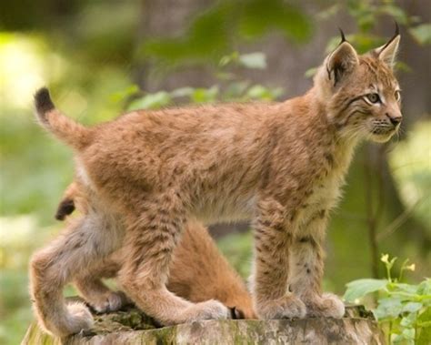Eurasian Lynx Mammals Of Serbia Guide · Inaturalist