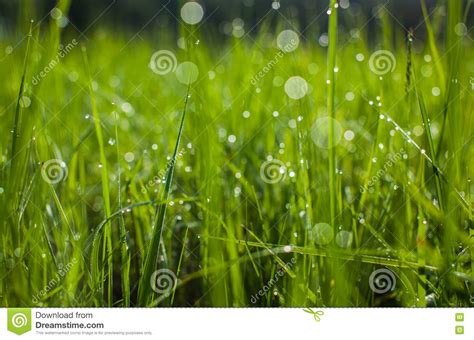 Green Grass Dew Drops Close Up On Fresh Green Spring Grass Stock Image