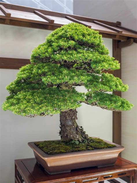 In addition to the monasteries, the bonsai in japan also began to spread among the aristocracy, owning a bonsai to be exhibited was in fact a source of great prestige. Gorgeous trees on display at the 2017 World Bonsai Convention