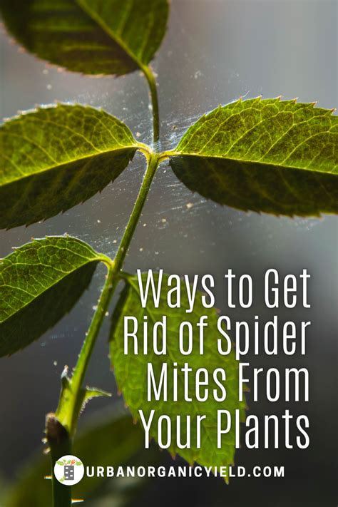 How To Get Rid Of Spider Mites And Mealybugs On Houseplants Artofit
