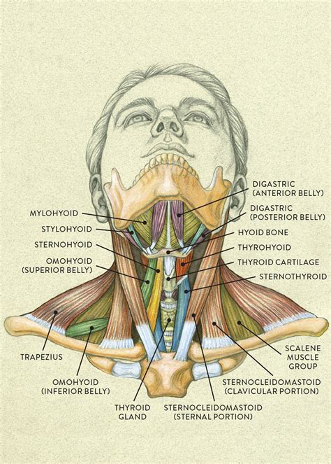 Individual muscles are separated from other muscles and held in position by. Muscles of the Neck and Torso - Classic Human Anatomy in Motion: The Artist's Guide to the ...