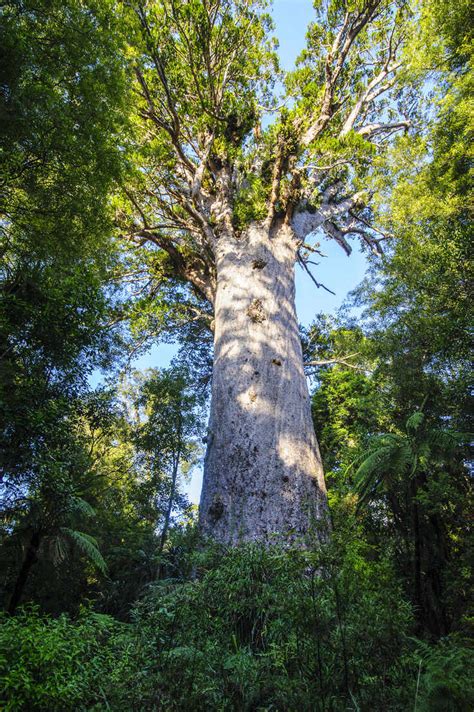 Te Matua Ngahere A Giant Kauri Tree Waipoua Forest Westcoast