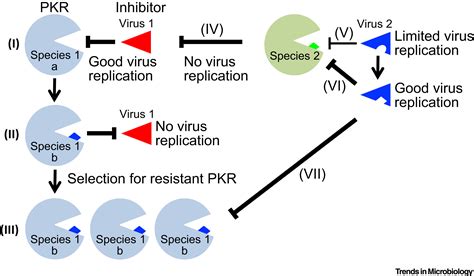 Species Specific Hostvirus Interactions Implications For Viral Host