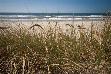 Volunteers To Plant Dune Grass At Island Beach State Park This Weekend Lavallette Seaside