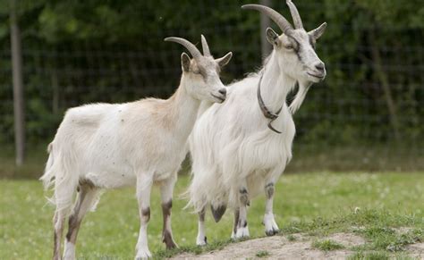 Chemical In Male Goat Odor Drives The Lady Goats Wild Science News