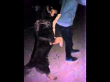 Dog mating a human 2 - YouTube