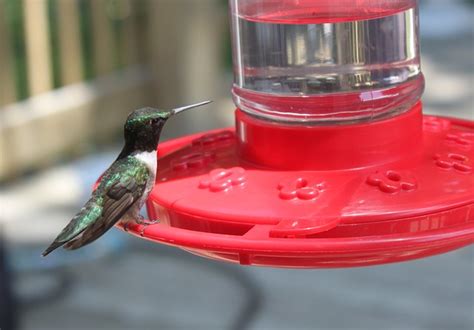 Whether you build a diy hummingbird feeder or already have one hanging in your yard, you'll find this tutorial interesting. SHOULD I USE RED FOOD COLORING IN MY HOMEMADE HUMMINGBIRD ...
