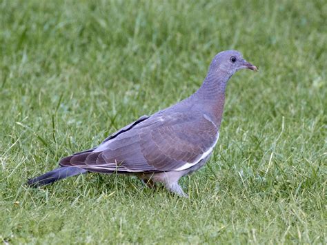Wood Pigeon Bird Pictures And Facts Pettime