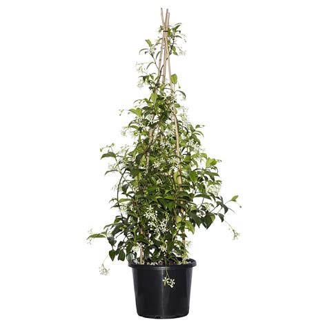 250mm Espalier Trachelospermum Jasminoides Chinese Star Jasmine