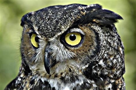 5 Largest Owls In The World