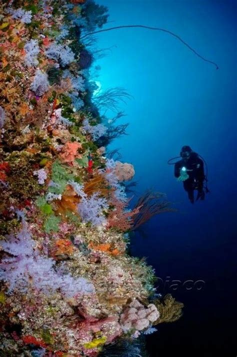 The Great White Wall Rainbow Reef Somosomo Straight Fiji