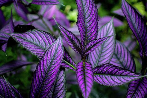 Persian Shield Photograph By Rose Guinther Fine Art America