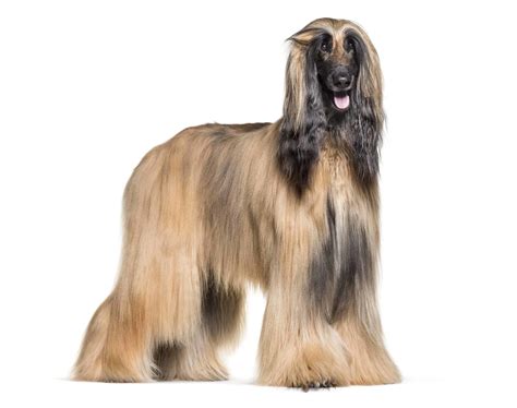 Afghan Hound Known For Its Long Coat Graceful Gait Confidence