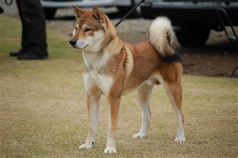 The Nihon Ken The Shikoku