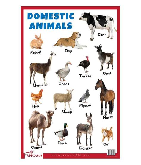 Domestic Animals Educational Chart Buy Domestic Animals Educational