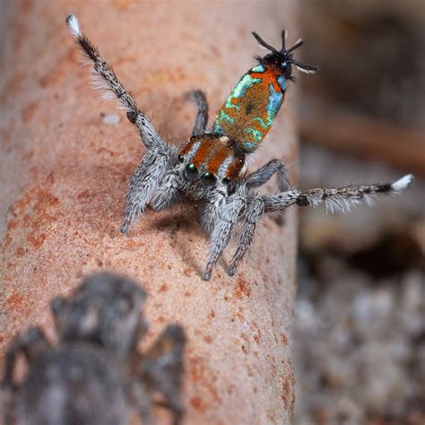 Incredible Photos Of Peacock Spiders Live Science