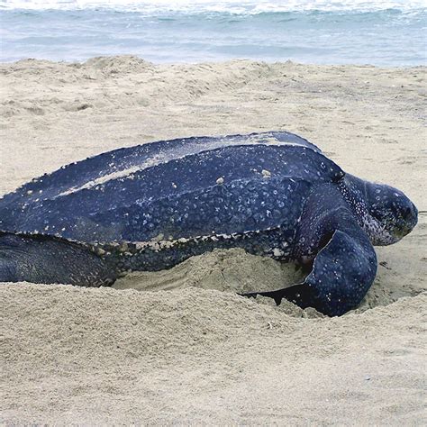Sea Turtle Conservation Juara Turtle Project
