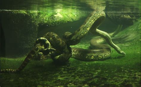 8 Interesting Facts About Green Anacondas Worldatlas