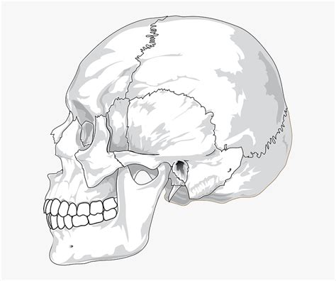 Human Skull Side View Drawing Hd Png Download Kindpng