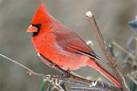 Animals World Cardinal Birds