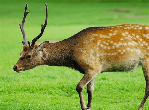 Maryland Sika Deer Hunting Full Guide All You Need To Know