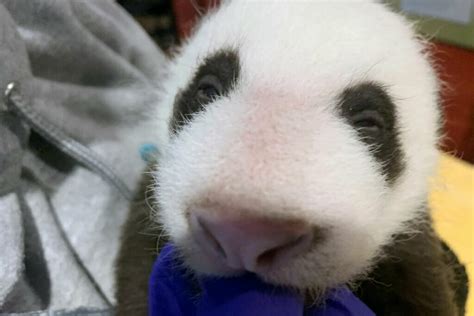 Pand Aww Giant Panda Mei Xiangs Cub Begins To Open Eyes Wtop News