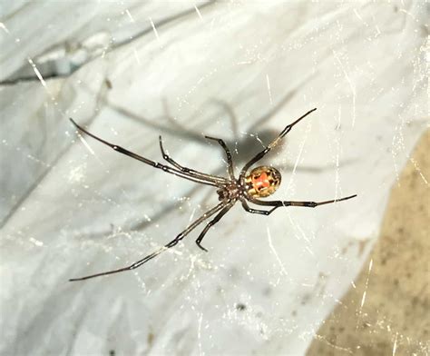 Latrodectus Geometricus Brown Widow Spider In Johannesburg South Africa