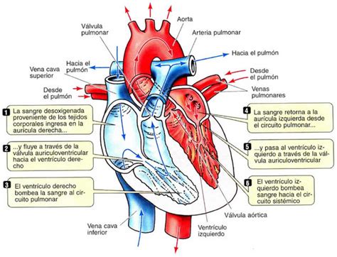 AnatomÍa Y FisiologÍa Cardiovascular