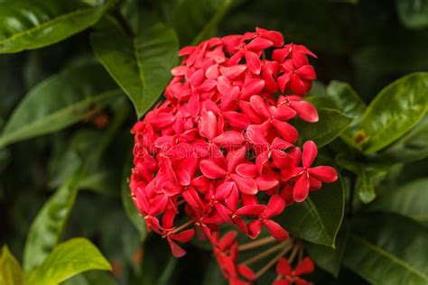 Lindas Flores Vermelhas Da Planta Ixora Chinensis Em Luz Natural Imagem
