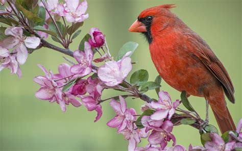 Rote Kardinal Vogel Apfelbaum Blumen Blühen Frühling 1920x1200 Hd