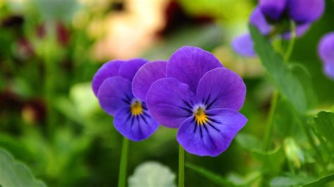 Pansy Flower Garden · Free Photo On Pixabay