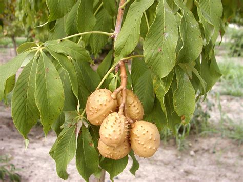 Aesculus Glabra Ohio Buckeye