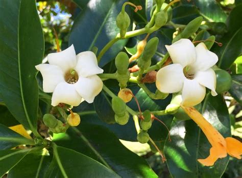 Planting A Garden With White Tropical Flowers Dengarden