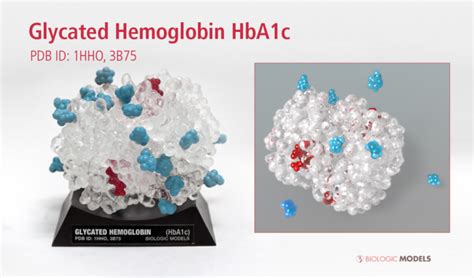 Glycated Hemoglobin Hba1c Biologic Models