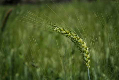Free Images Meadow Barley Prairie Green Crop Agriculture Cereal