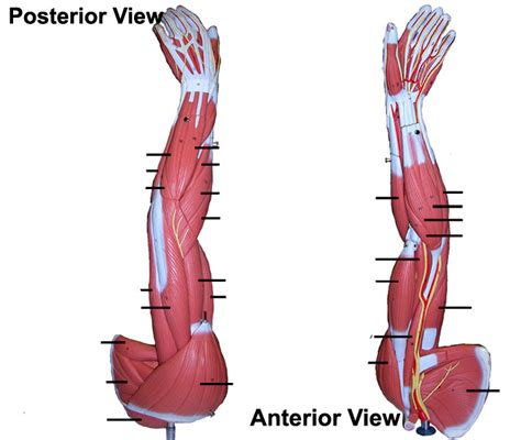 Arm Muscles Diagram Unlabeled Label The Muscles Of The Arm Anatomy