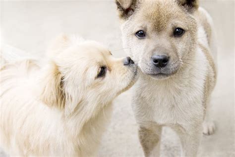 Puppy Kiss Stock Image Image Of Furry Dogs Companionship 12907345