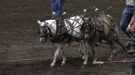 Pony Pull Competition At Missouri State Fair Youtube